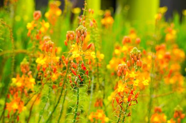 Bulbine frutescens, Bulbine familyasından Güney Afrika 'da yetişen bir bitki türü..