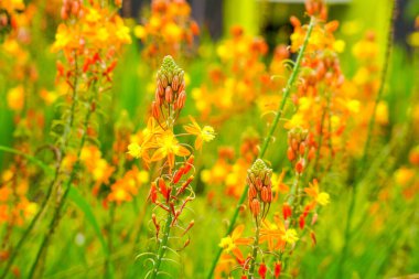 Bulbine frutescens, Bulbine familyasından Güney Afrika 'da yetişen bir bitki türü..