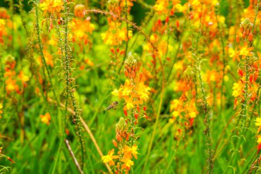 Bulbine frutescens, Bulbine familyasından Güney Afrika 'da yetişen bir bitki türü..