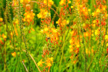 Bulbine frutescens, Bulbine familyasından Güney Afrika 'da yetişen bir bitki türü..