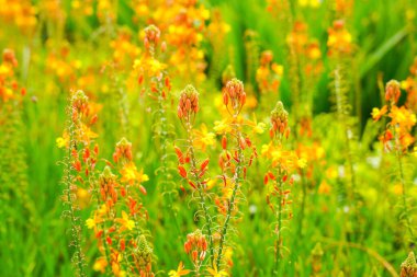 Bulbine frutescens, Bulbine familyasından Güney Afrika 'da yetişen bir bitki türü..