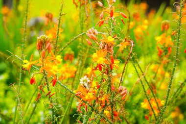 Bulbine frutescens, Bulbine familyasından Güney Afrika 'da yetişen bir bitki türü..