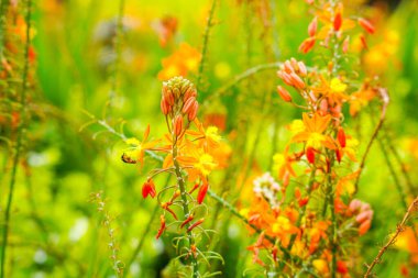 Bulbine frutescens, Bulbine familyasından Güney Afrika 'da yetişen bir bitki türü..