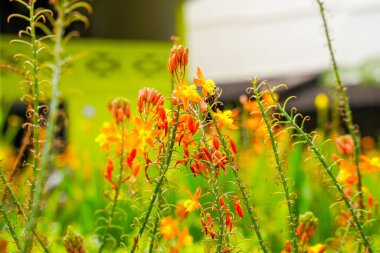 Bulbine frutescens, Bulbine familyasından Güney Afrika 'da yetişen bir bitki türü..