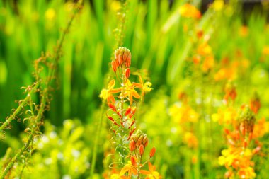 Bulbine frutescens, Bulbine familyasından Güney Afrika 'da yetişen bir bitki türü..