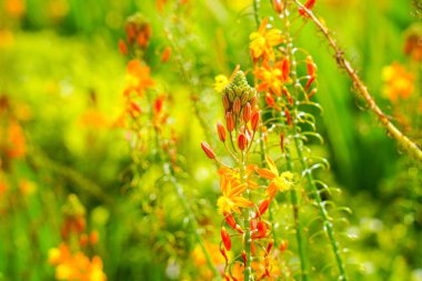 Bulbine frutescens, Bulbine familyasından Güney Afrika 'da yetişen bir bitki türü..