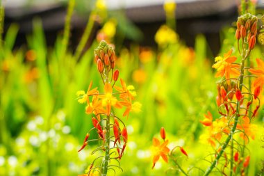 Bulbine frutescens, Bulbine familyasından Güney Afrika 'da yetişen bir bitki türü..