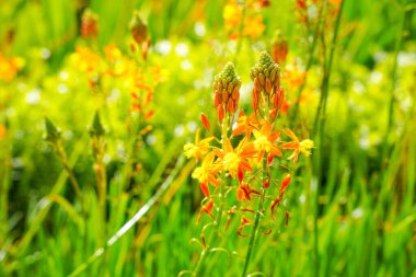Bulbine frutescens, Bulbine familyasından Güney Afrika 'da yetişen bir bitki türü..