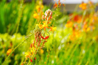 Bulbine frutescens, Bulbine familyasından Güney Afrika 'da yetişen bir bitki türü..