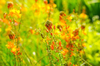 Bulbine frutescens, Bulbine familyasından Güney Afrika 'da yetişen bir bitki türü..