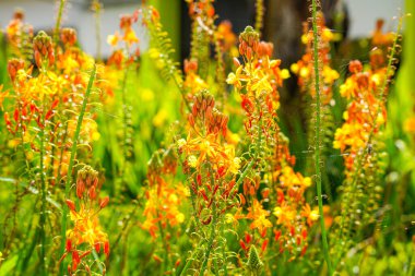 Bulbine frutescens, Bulbine familyasından Güney Afrika 'da yetişen bir bitki türü..