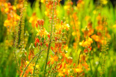 Bulbine frutescens, Bulbine familyasından Güney Afrika 'da yetişen bir bitki türü..