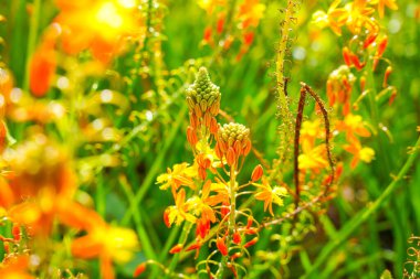 Bulbine frutescens, Bulbine familyasından Güney Afrika 'da yetişen bir bitki türü..