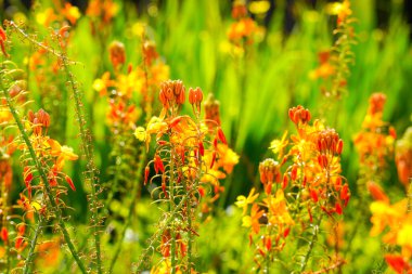 Bulbine frutescens, Bulbine familyasından Güney Afrika 'da yetişen bir bitki türü..