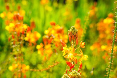 Bulbine frutescens, Bulbine familyasından Güney Afrika 'da yetişen bir bitki türü..