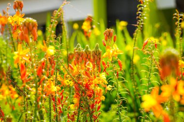 Bulbine frutescens, Bulbine familyasından Güney Afrika 'da yetişen bir bitki türü..
