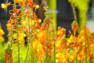 Bulbine frutescens, Bulbine familyasından Güney Afrika 'da yetişen bir bitki türü..