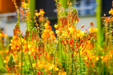 Bulbine frutescens, Bulbine familyasından Güney Afrika 'da yetişen bir bitki türü..