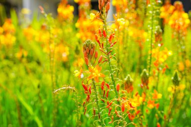 Bulbine frutescens, Bulbine familyasından Güney Afrika 'da yetişen bir bitki türü..