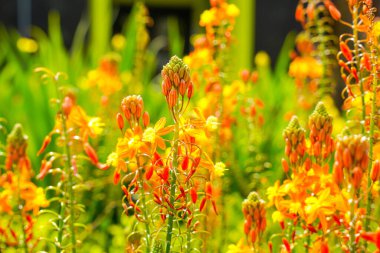 Bulbine frutescens, Bulbine familyasından Güney Afrika 'da yetişen bir bitki türü..