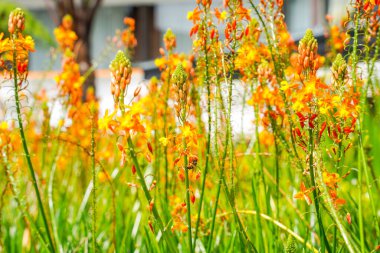 Bulbine frutescens, Bulbine familyasından Güney Afrika 'da yetişen bir bitki türü..