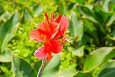 Cannaceae familyasından çiçek açan tek bitki cinsidir.