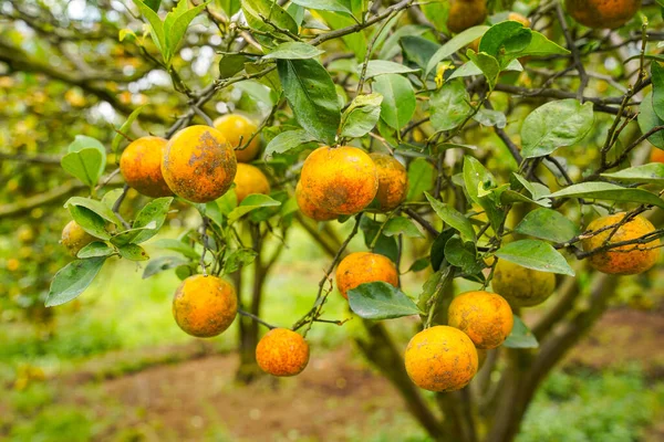 Ağaçtaki portakallar hasat için hazır. Göbek portakalı, Citrus sinensis veya 