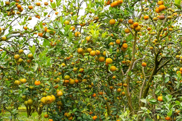 Ağaçtaki portakallar hasat için hazır. Göbek portakalı, Citrus sinensis veya 