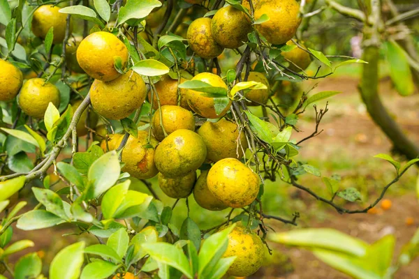 Ağaçtaki portakallar hasat için hazır. Göbek portakalı, Citrus sinensis veya 