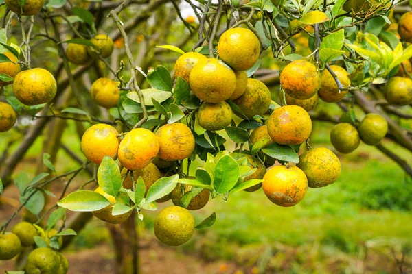 Ağaçtaki portakallar hasat için hazır. Göbek portakalı, Citrus sinensis veya 