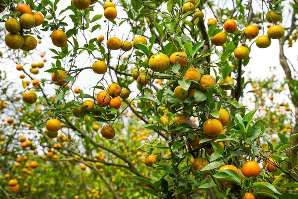 Ağaçtaki portakallar hasat için hazır. Göbek portakalı, Citrus sinensis veya 