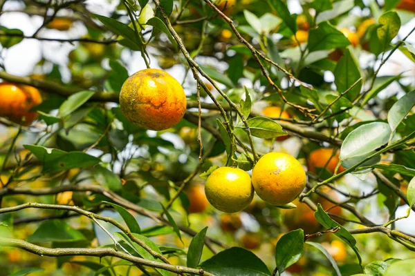 Ağaçtaki portakallar hasat için hazır. Göbek portakalı, Citrus sinensis veya 