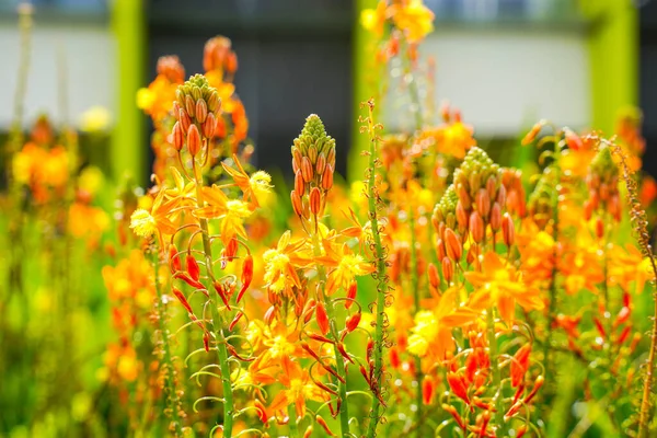 Bulbine frutescens, Bulbine familyasından Güney Afrika 'da yetişen bir bitki türü..