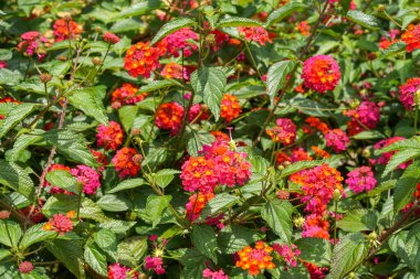 Lantana camara, verbena familyasından bir bitki türüdür (Verbenaceae).),