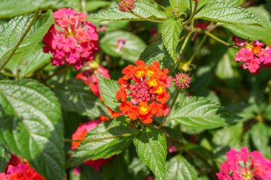 Lantana camara, verbena familyasından bir bitki türüdür (Verbenaceae).),