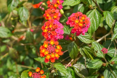 Lantana camara, verbena familyasından bir bitki türüdür (Verbenaceae).),