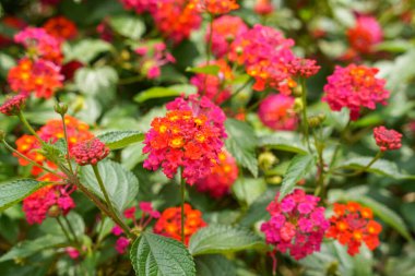 Lantana camara, verbena familyasından bir bitki türüdür (Verbenaceae).),