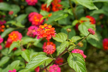 Lantana camara, verbena familyasından bir bitki türüdür (Verbenaceae).),