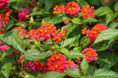 Lantana camara, verbena familyasından bir bitki türüdür (Verbenaceae).),
