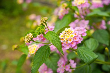 Lantana camara, verbena familyasından bir bitki türüdür (Verbenaceae).),