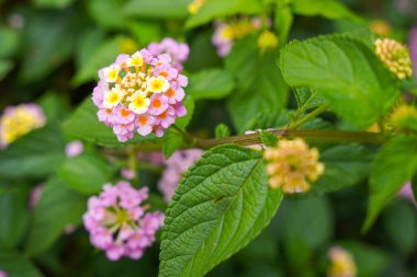 Lantana camara, verbena familyasından bir bitki türüdür (Verbenaceae).),