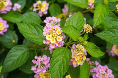 Lantana camara, verbena familyasından bir bitki türüdür (Verbenaceae).),