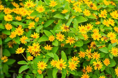 Melampodium divaricatum çiçekleri Hierba Aguada olarak da bilinir, Goldenbutton