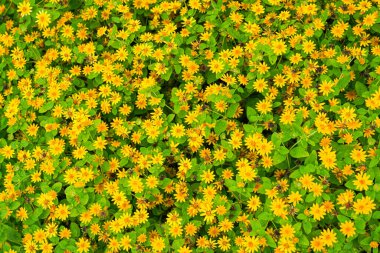 Melampodium divaricatum çiçekleri Hierba Aguada olarak da bilinir, Goldenbutton