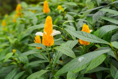 Pachystachys lutea. Altın karides bitkisi ya da lolipop bitkisi olarak bilinir.