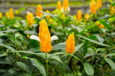 Pachystachys lutea. Altın karides bitkisi ya da lolipop bitkisi olarak bilinir.