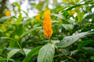 Pachystachys lutea. Altın karides bitkisi ya da lolipop bitkisi olarak bilinir.