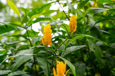 Pachystachys lutea. Altın karides bitkisi ya da lolipop bitkisi olarak bilinir.