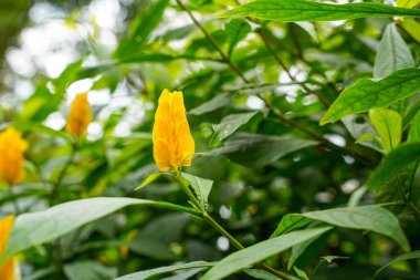 Pachystachys lutea. Altın karides bitkisi ya da lolipop bitkisi olarak bilinir.