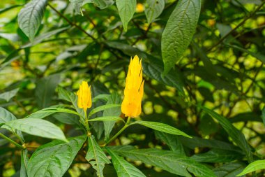 Pachystachys lutea. Altın karides bitkisi ya da lolipop bitkisi olarak bilinir.